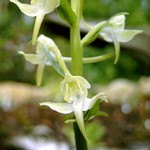 Platanthera chlorata - Gr�nliche Kuckucksblume