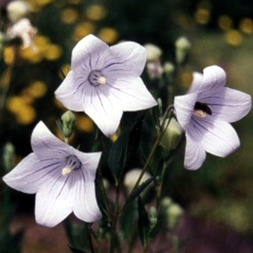 Photos Platycodon grandiflorus - 