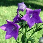 Platycodon grandiflorus - Ballonblume