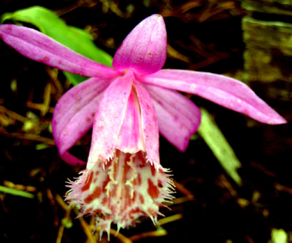 Photos Pleione limprichtii - 