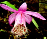 Pleione limprichtii - China-Orchidee