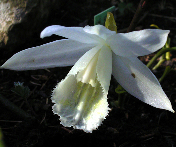 Photos Pleione limprichtii - 