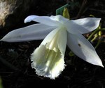 Pleione limprichtii - China-Orchidee Snow White