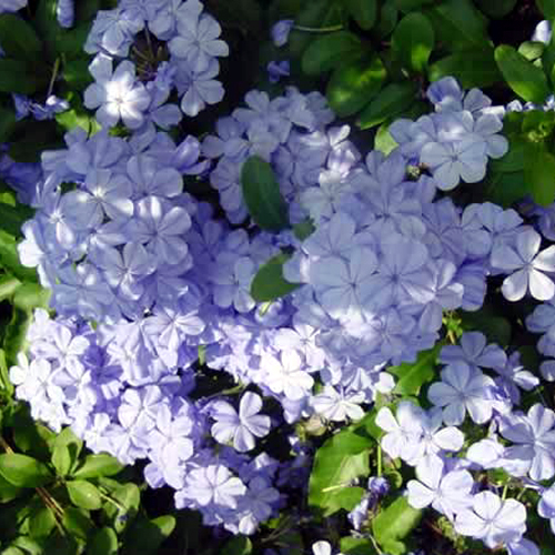 Photos Plumbago auriculata - Cape leadwort
