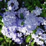 Plumbago auriculata - Chinesische Bleiwurz