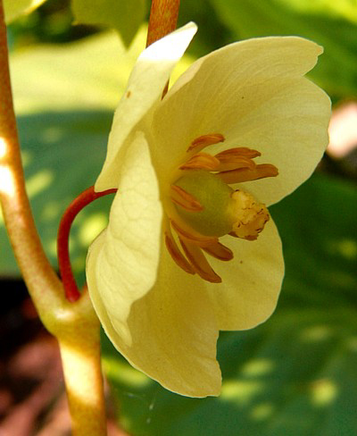 Photos Podophyllum peltatum - Plum pine