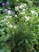 Polemonium caeruleum - Garten-Himmelsleiter, Garten-Jakobsleiter Album