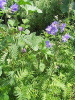 Polemonium caeruleum - Garten-Himmelsleiter, Garten-Jakobsleiter Album