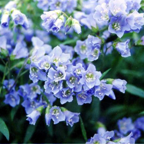 Photos Polemonium reptans - Royal Jacob