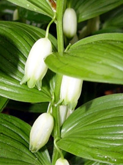 Photos Polygonatum biflorum - 