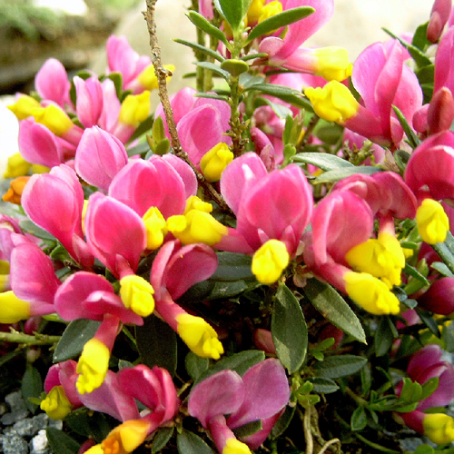 Photos Polygala chamaebuxus - Milkwort