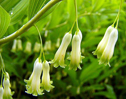 Photos Polygonatum multiflorum - 