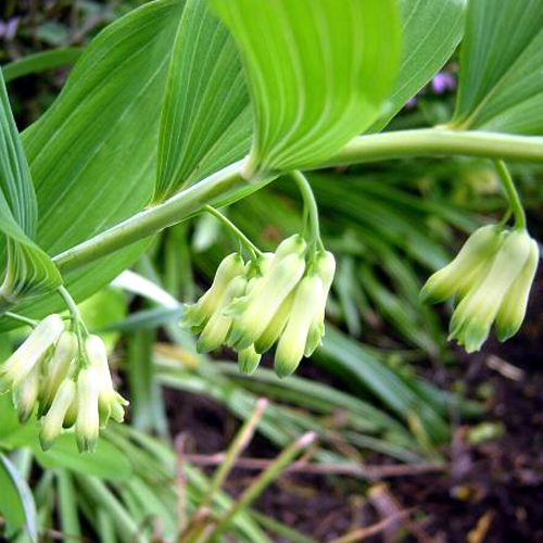 Photos Polygonatum odoratum - 