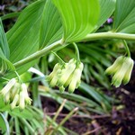 Photos Polygonatum odoratum