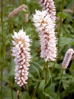Photos Polygonum bistorta ssp. carneum