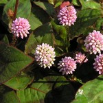 Persicaria capitatum - Kn�terich Afghan