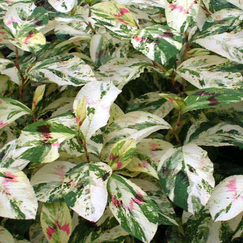 Photos Polygonum filiforme - 