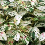 Persicaria filiforme - Buntbl�ttriger Faden-Kn�terich Variegatum