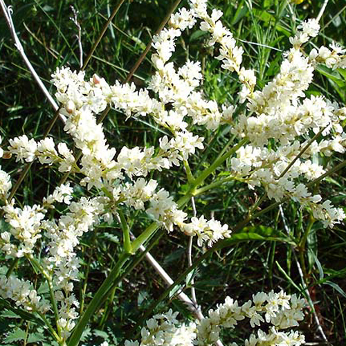 Photos Polygonum alpinum - 