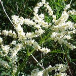 Photos Polygonum alpinum