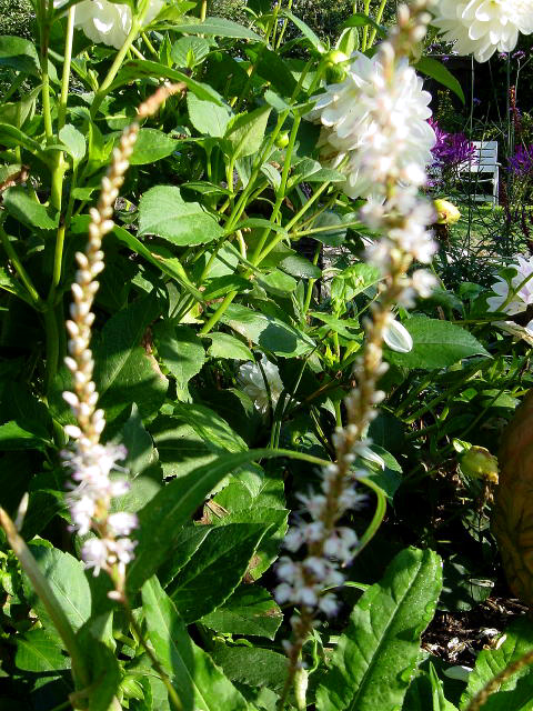 Fotos Polygonum amplexicaule - 