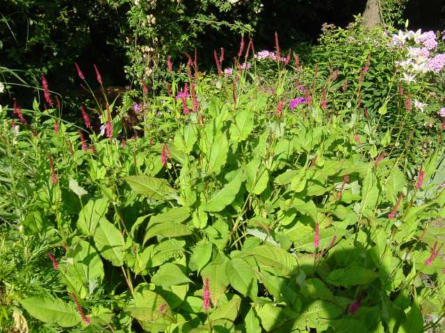 Photos Polygonum amplexicaule - 