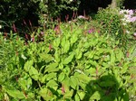 Photos Polygonum amplexicaule