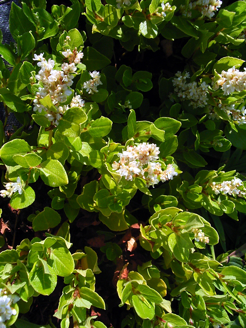 Photos Polygonum kahil - 