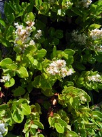 Photos Polygonum kahil