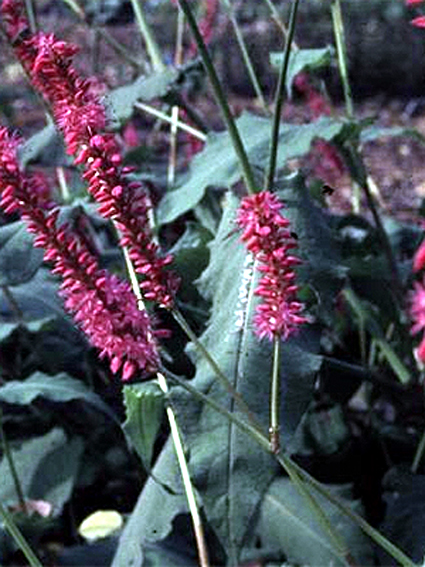Photos Polygonum amplexicaule - 