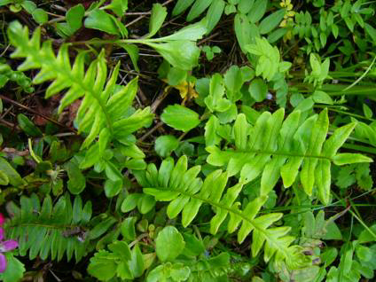 Photos Polypodium cambricum - 