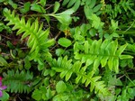Polypodium cambricum - T�pfelfarn, Engels��