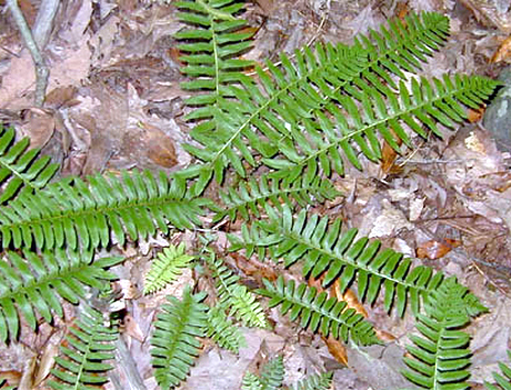 Photos Polystichum acrostichoides - 