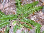 Polystichum acrostichoides - Amerikanischer Weihnachts-Farn