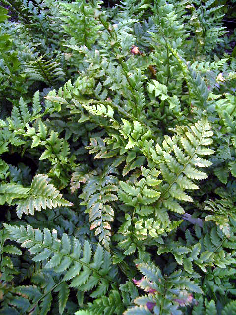 Photos Polystichum aculeatum - 