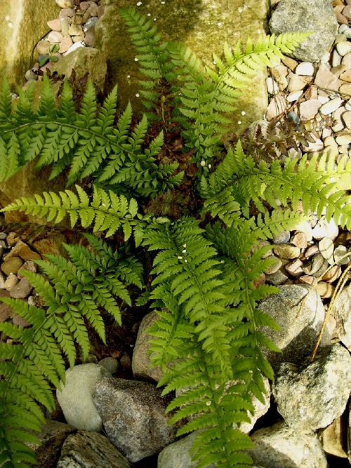 Photos Polystichum polyblepharum - 