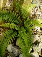 Photos Polystichum polyblepharum
