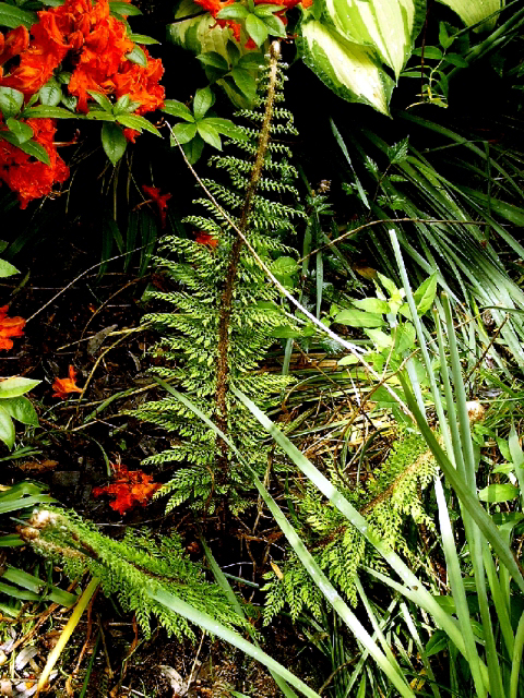 Photos Polystichum setiferum - 