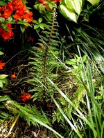 Photos Polystichum setiferum