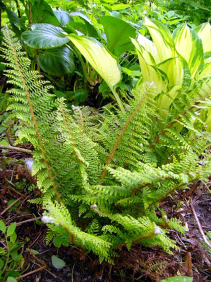 Photos Polystichum setiferum - 