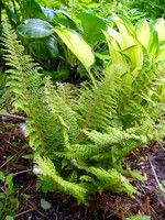 Polystichum setiferum - Dahlemer Filigran-Garten-Farn Herrenhausen
