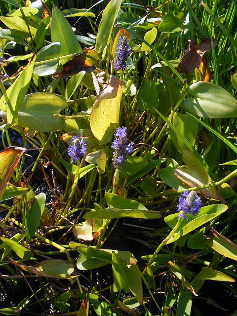 Photos Pontederia cordata - 