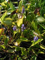 Pontederia cordata - Herzbl�ttriges Hechtkraut
