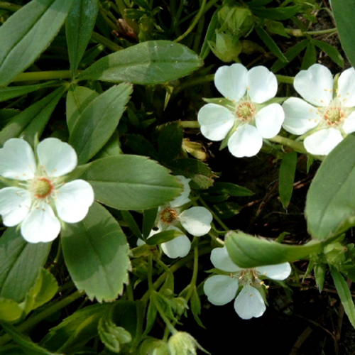 Photos Potentilla alba - White cinquefoil
