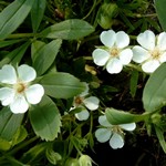 Photos Potentilla alba