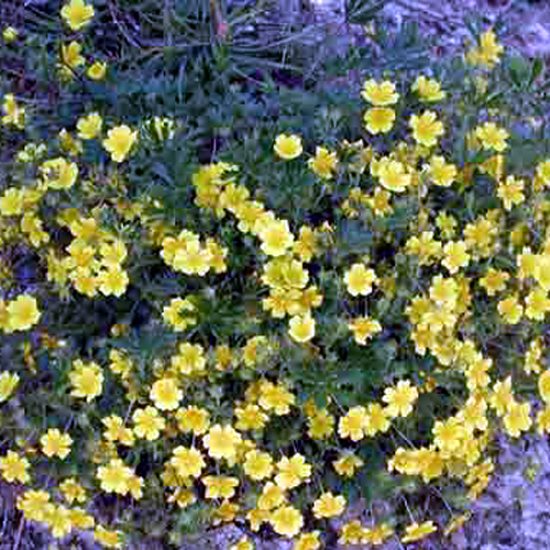Photos Potentilla aurea - Cinquefoil