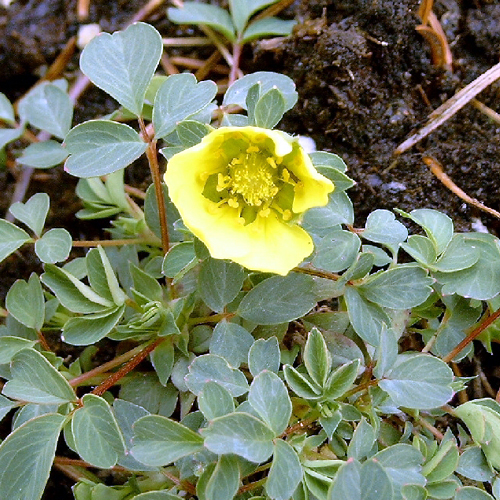 Photos Potentilla cuncanta - 