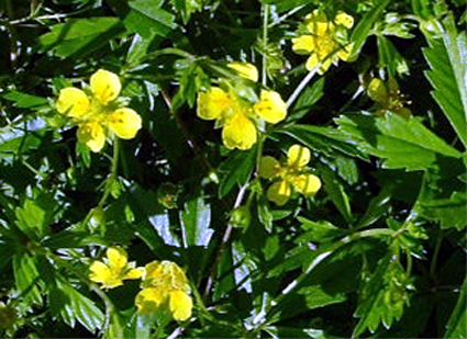Photos Potentilla erecta - Cinquefoil