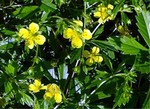 Photos Potentilla erecta