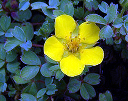 Photos Potentilla eriocarpa - Cinquefoil